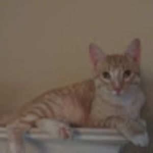 Meet your Posher, Cassian